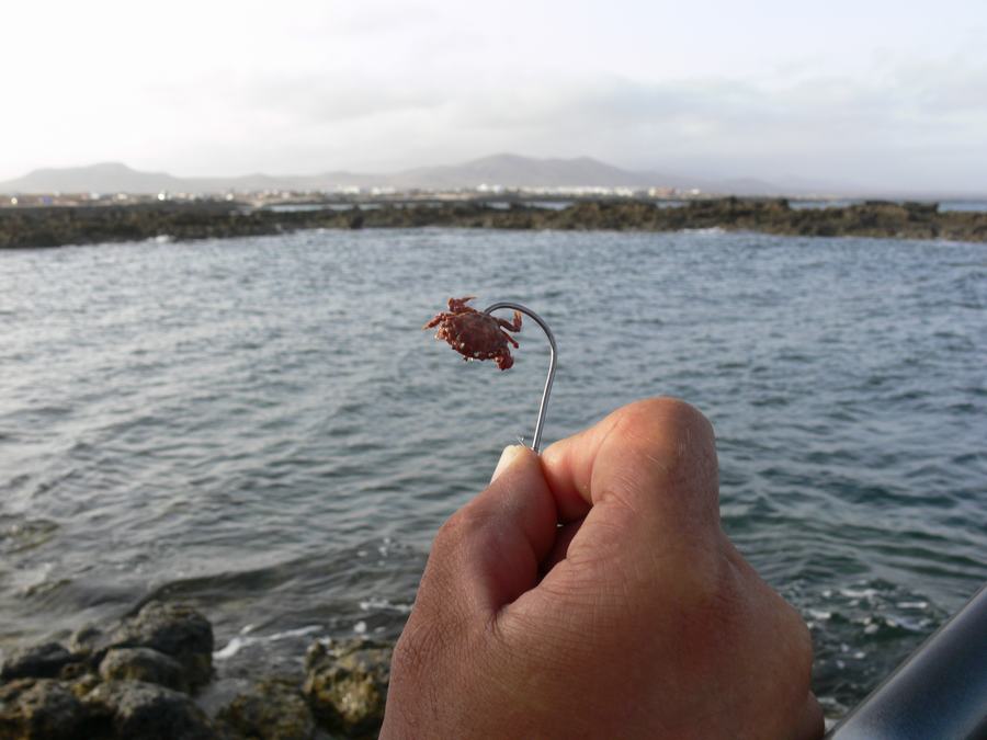 Como guardar los gusanos para la pesca en el apartamento